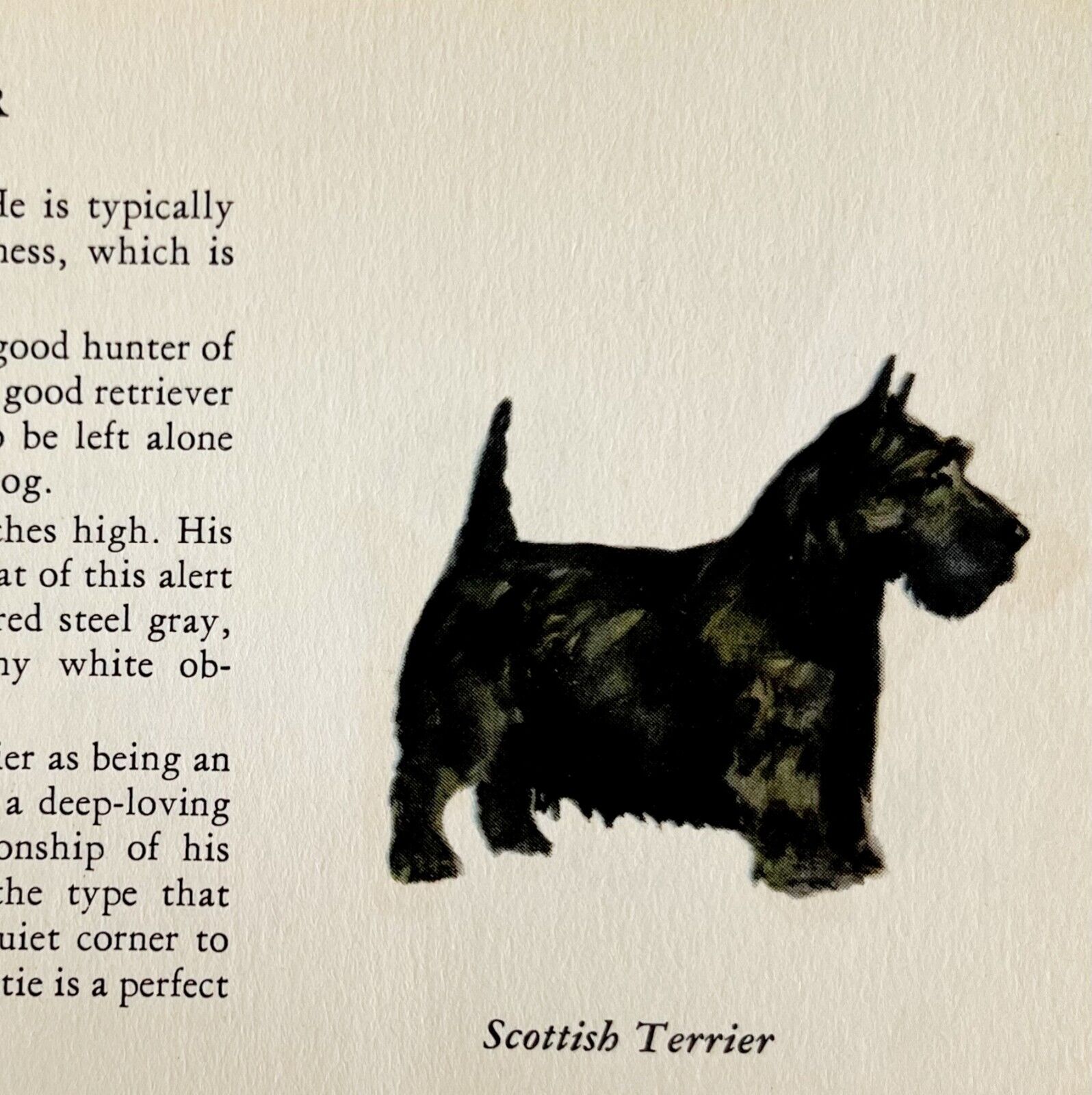 Scottish Terrier 1939 Scottie Dog Breed Art Ole Larsen Color Plate Print PCBG17
