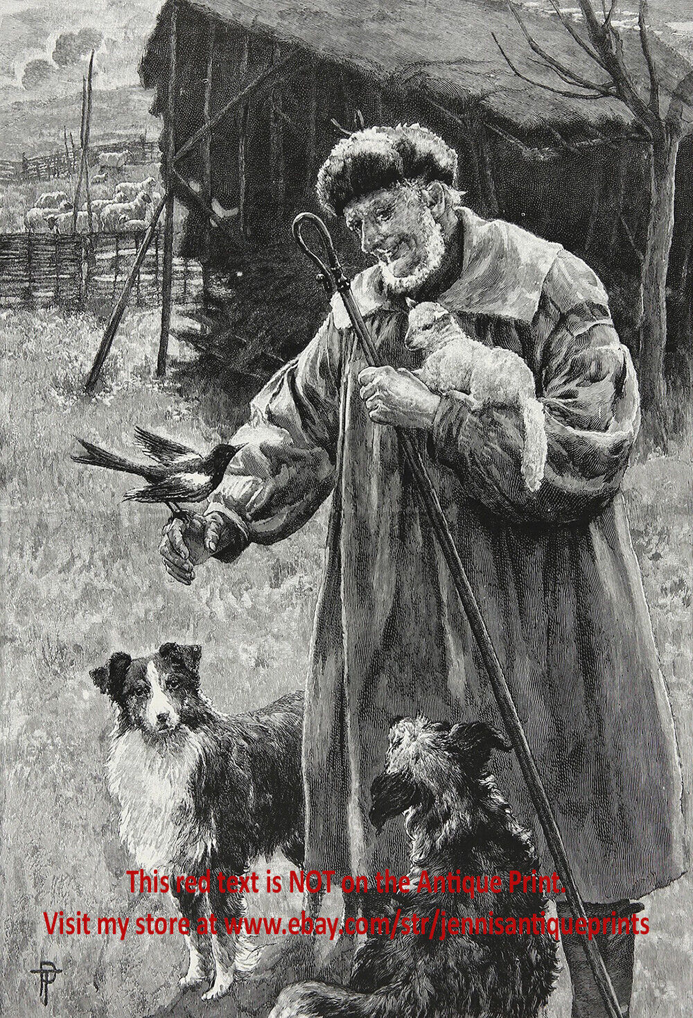 Dog Border Collie & Briard, Shepherd, Magpie & Lamb, Large 1890s Antique Print