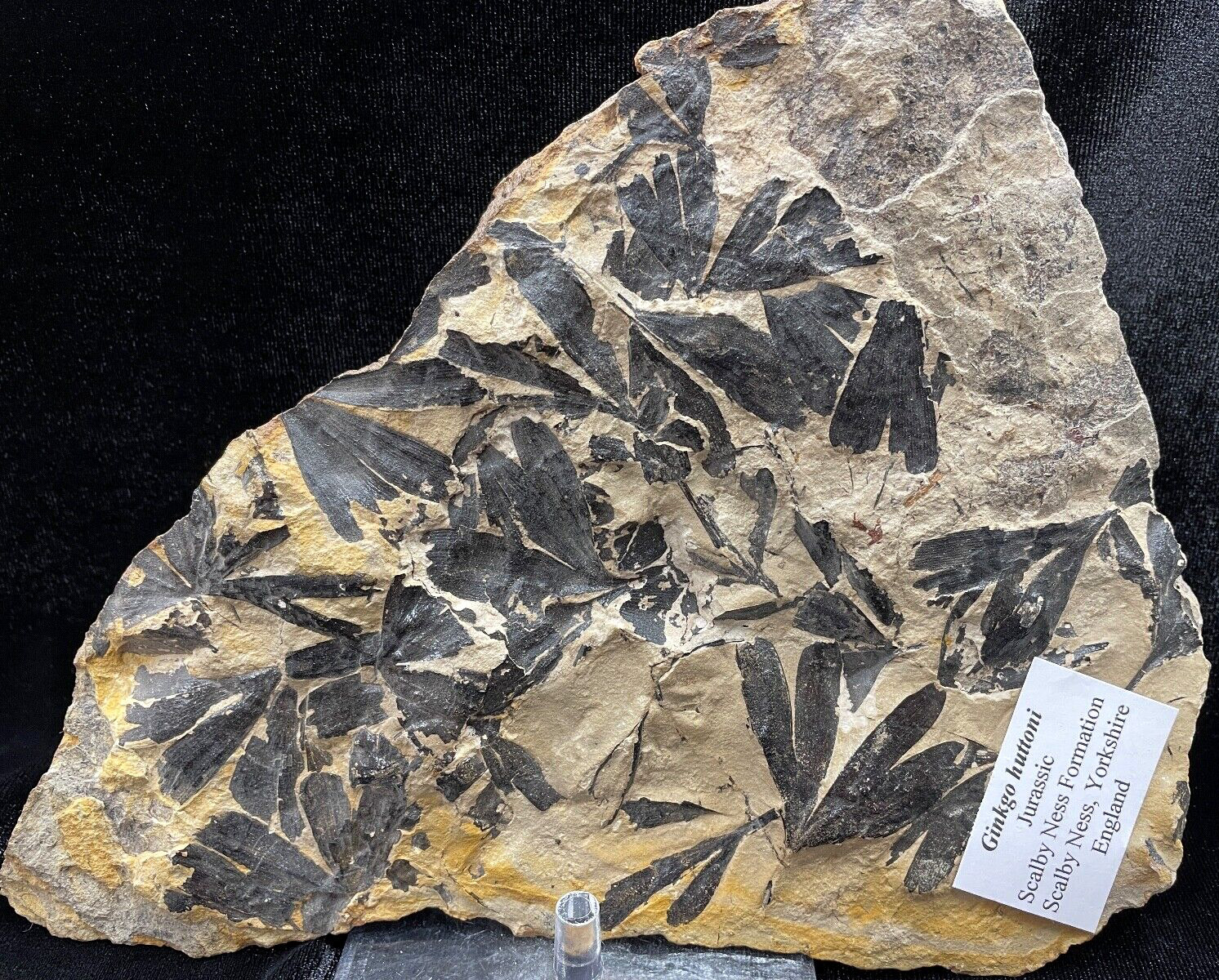 Fossil Leaf Plate: Ginkgo huttoni, Yorkshire, England