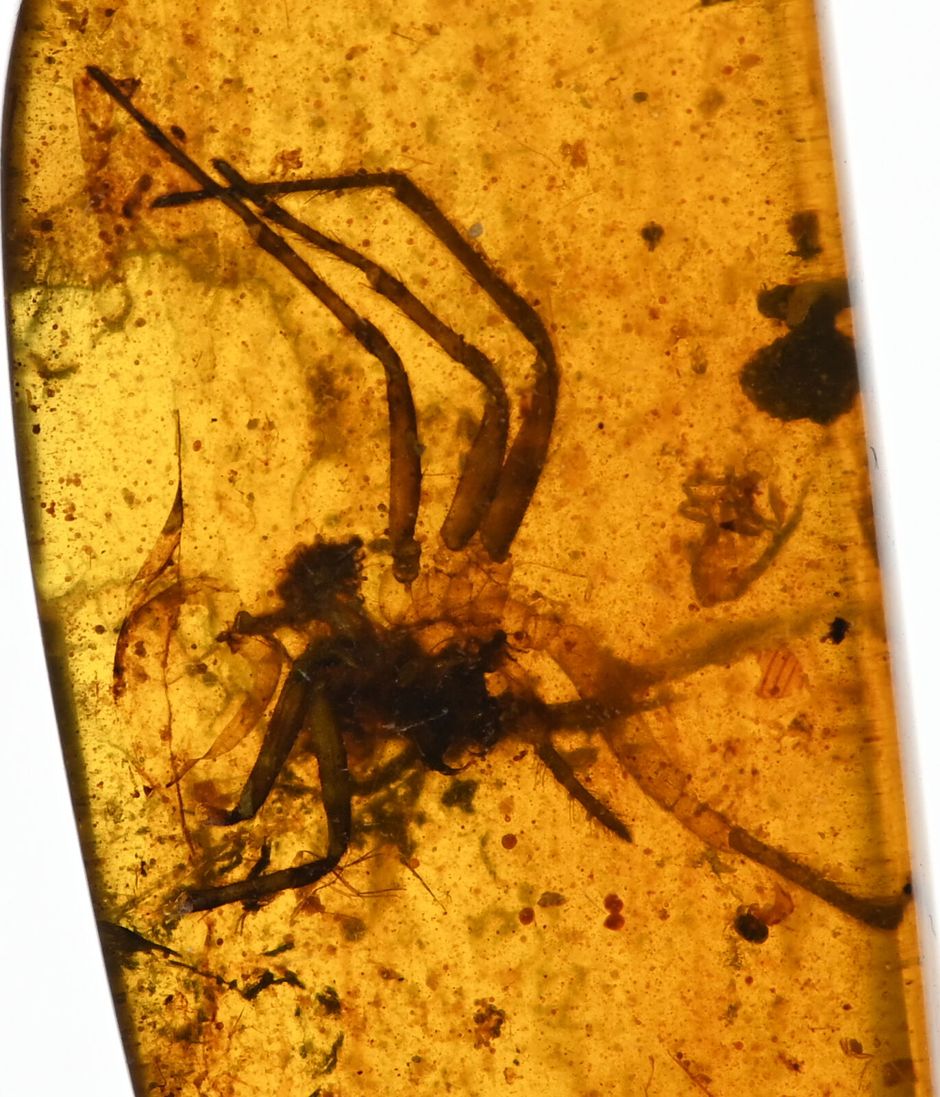 RARE Huge Lycosidae (Wolf Spider), Fossil inclusion in Burmese Amber