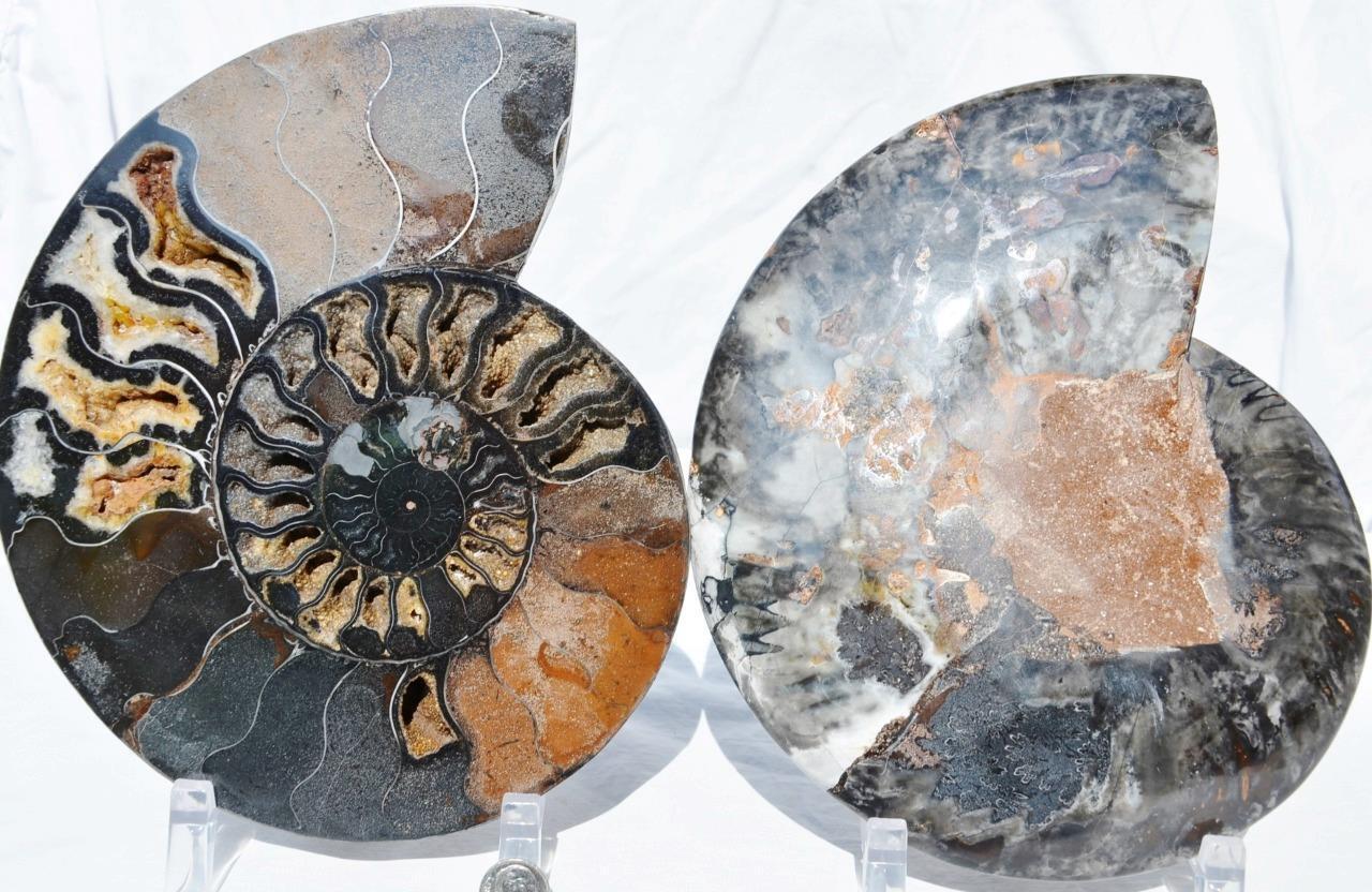 Large Black Ammonite PAIR Deep Crystals 110myo FOSSIL XL 212mm 8.5\
