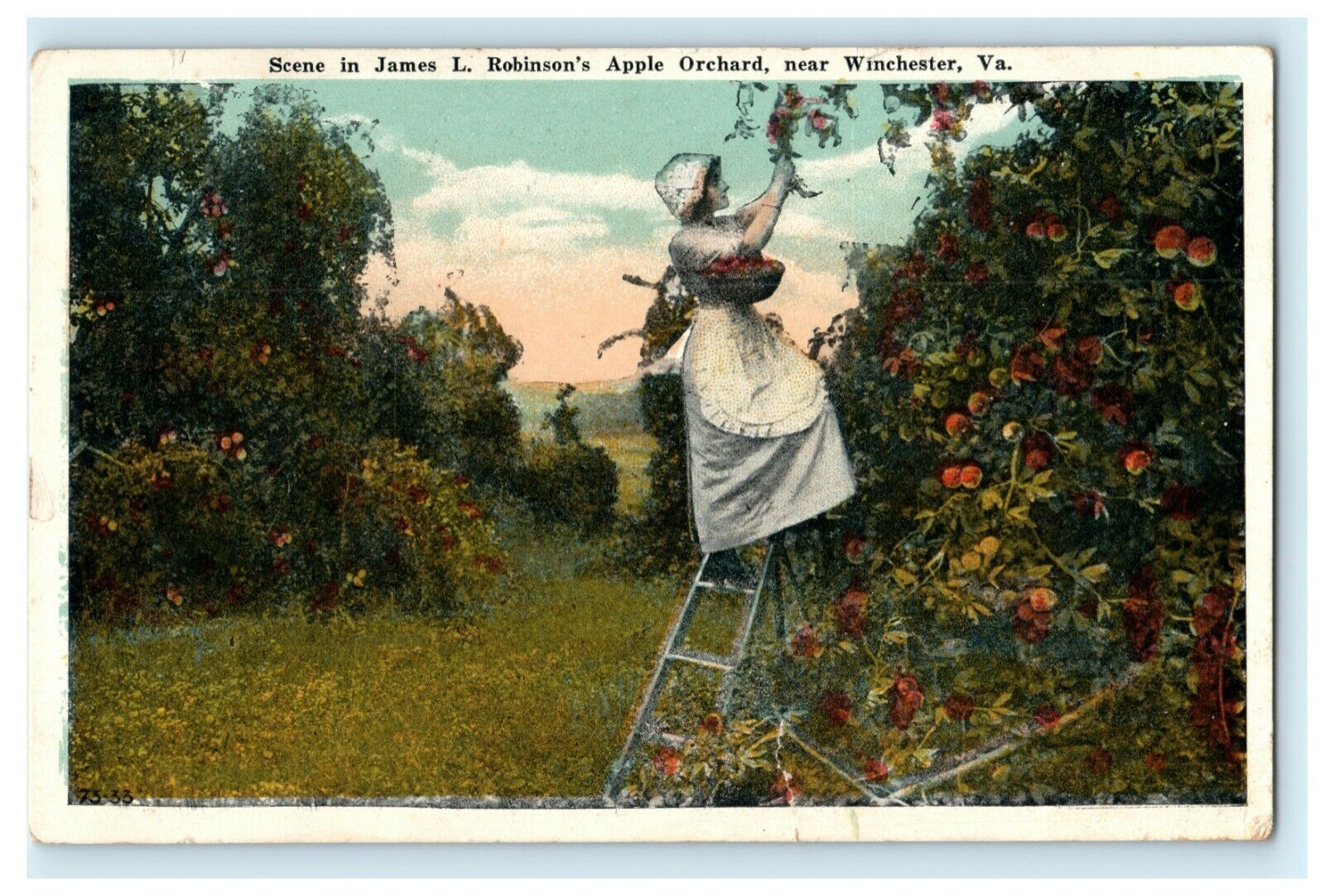 1921 James Robinson's Apple Orchard Winchester Virginia VA Dillons Run Postcard