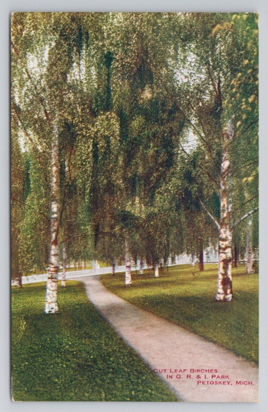Cut Leaf Birches Park Petoskey Michigan c1910 Antique Postcard
