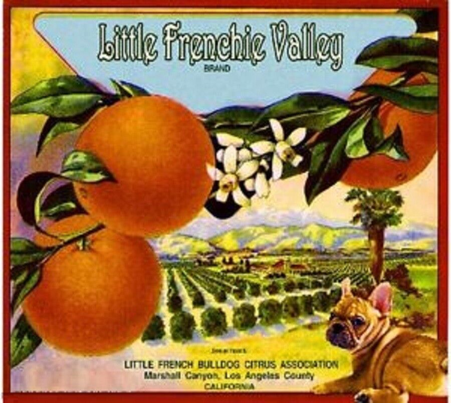 Frenchie Marshall Canyon French Bulldog Dog Orange Fruit Crate Label Art Print