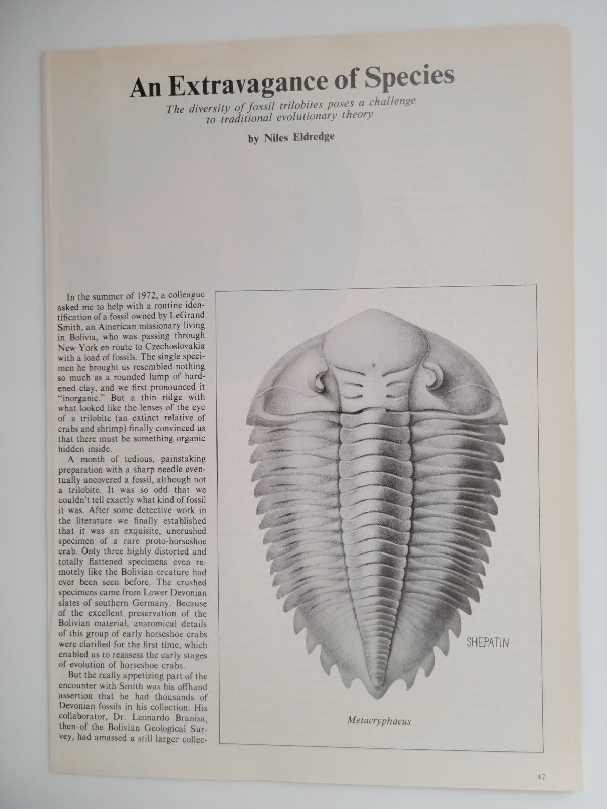 Trilobites Origin Evolution Illustrations Color 1980 Natural History Article 6pg
