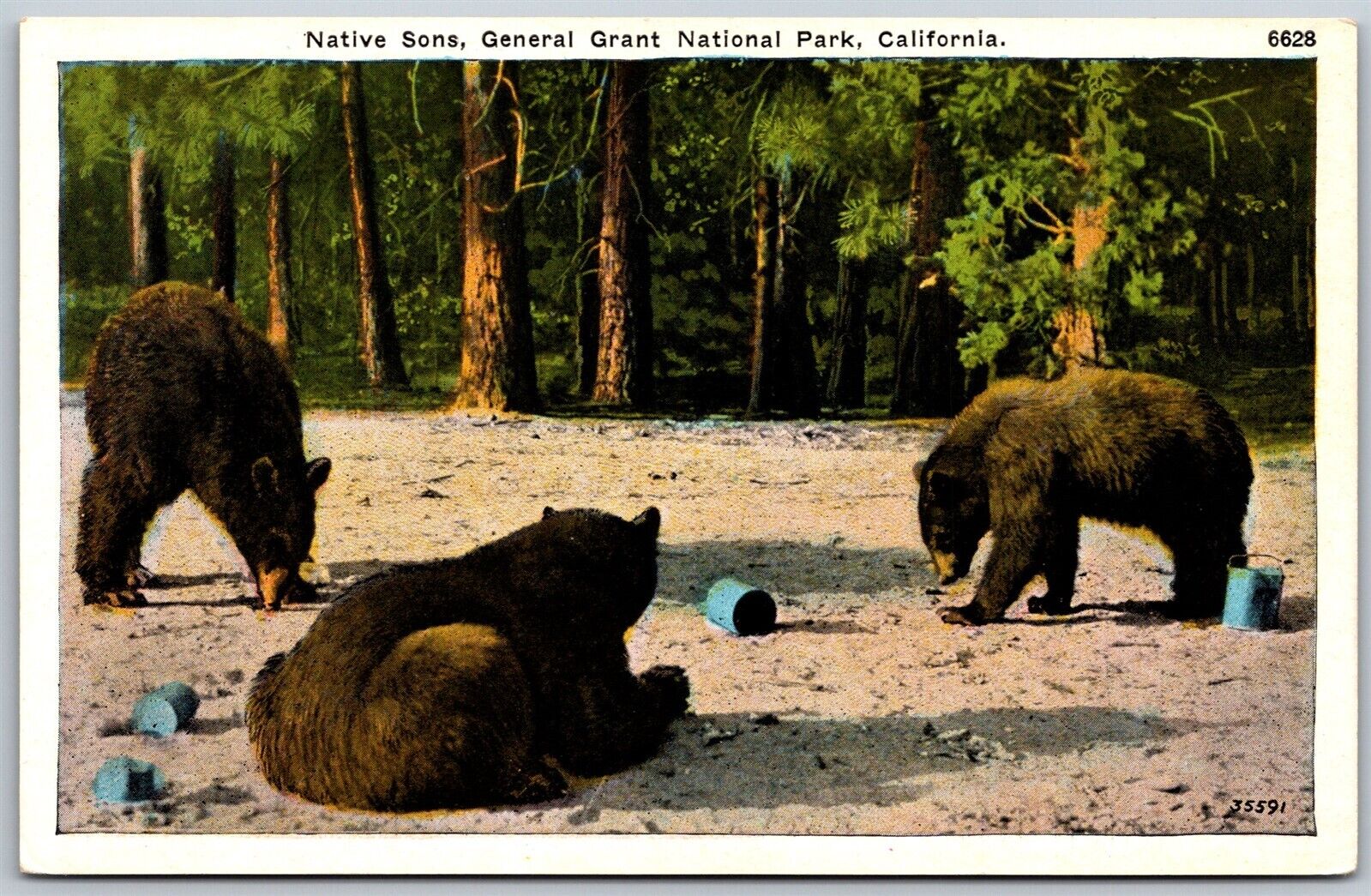 Vtg California CA Native Sons Bears General Grant National Park 1920s Postcard