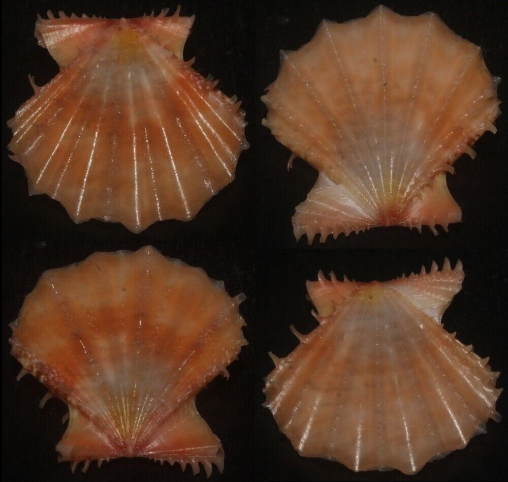 Tonyshells Seashell Chlamys rastellum SUPERB 21.2mm F+++/gem, superb small speci
