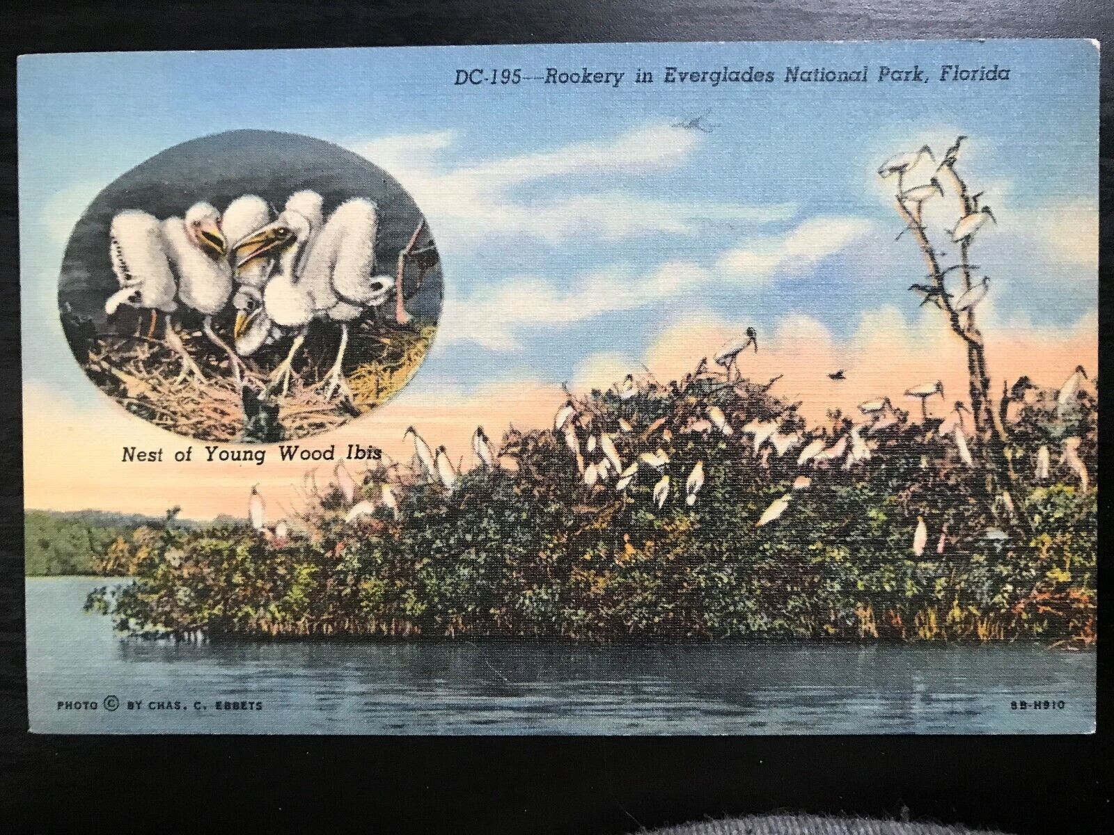 Vintage Postcard 1948 Rookery Everglades National Park Florida