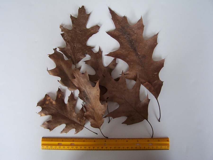 Giant Oak & Maple Tree Dried Leaves 8 Piece Lot