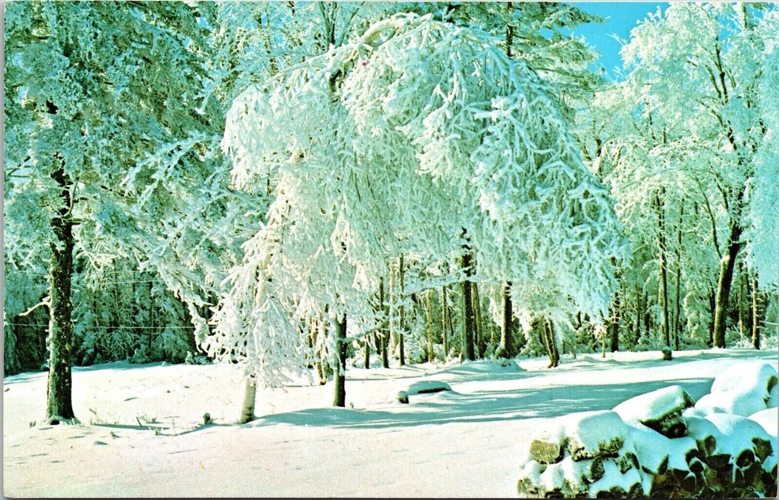 Winter Magic New England Country Side Ice Trees Snow Scene Postcard UNP VTG