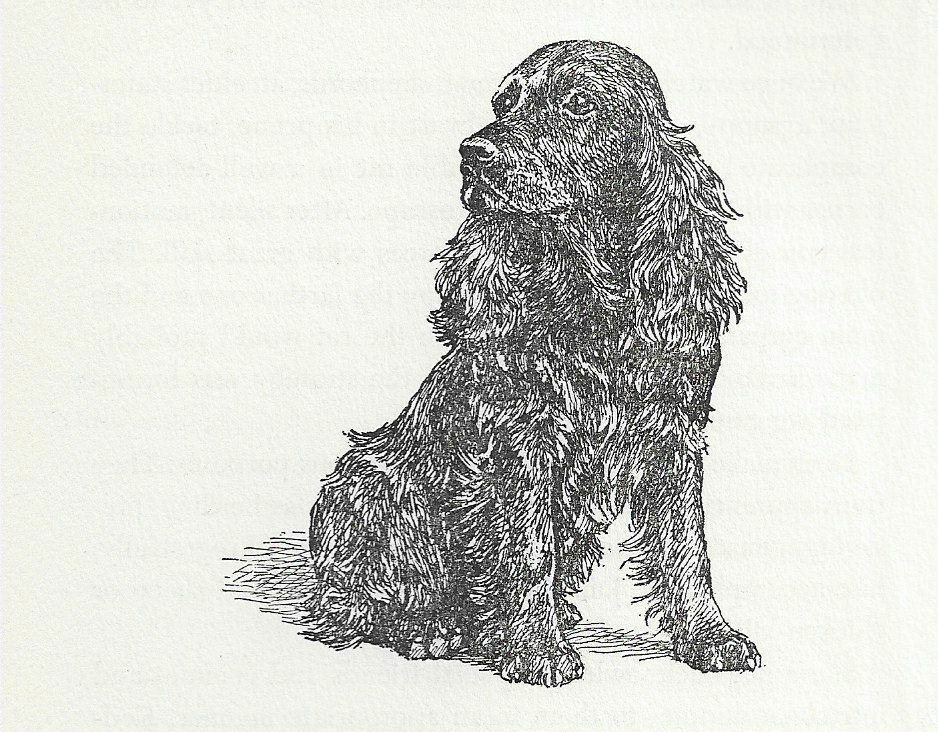 Cocker Spaniel - CUSTOM MATTED - Vintage Dog Art Print - 1954 Kirmse