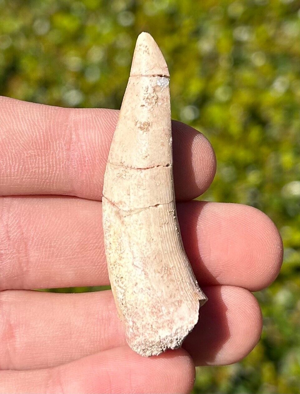 Enchodus Fossil Fish Tooth 2.2” Morocco Cretaceous Dinosaur Age