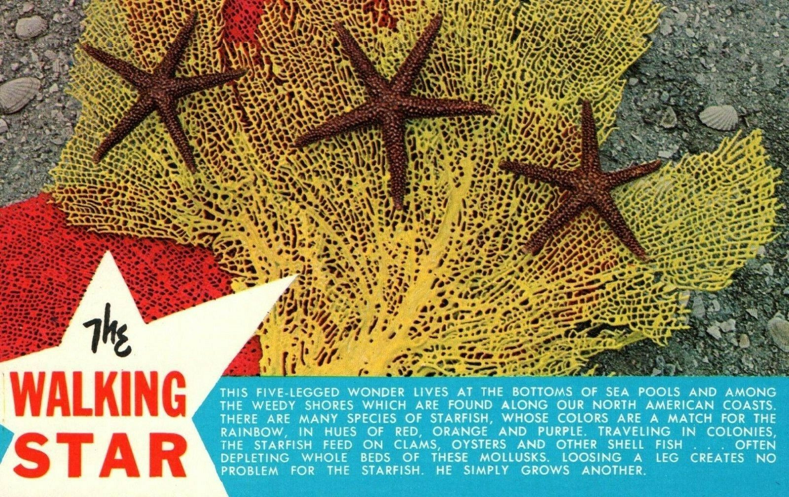 The Walking Star Five-Legged Starfish Postcard
