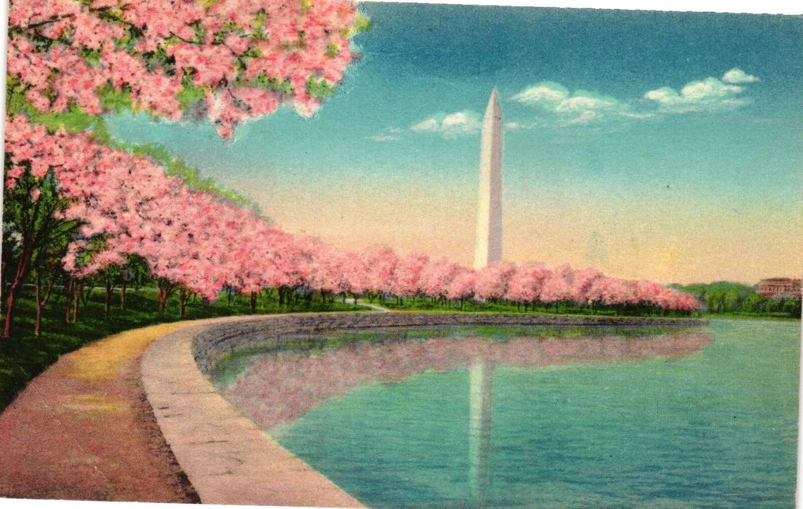 Vintage Postcard- Japanese Cherry Blossoms, Washington, DC. Early 1900s