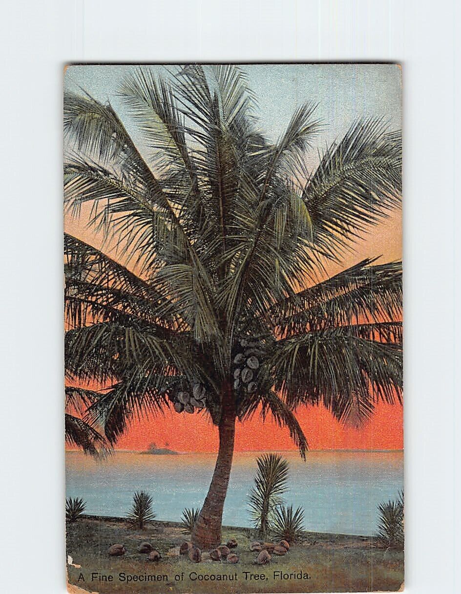 Postcard A Fine Specimen of Cocoanut Tree Florida USA North America