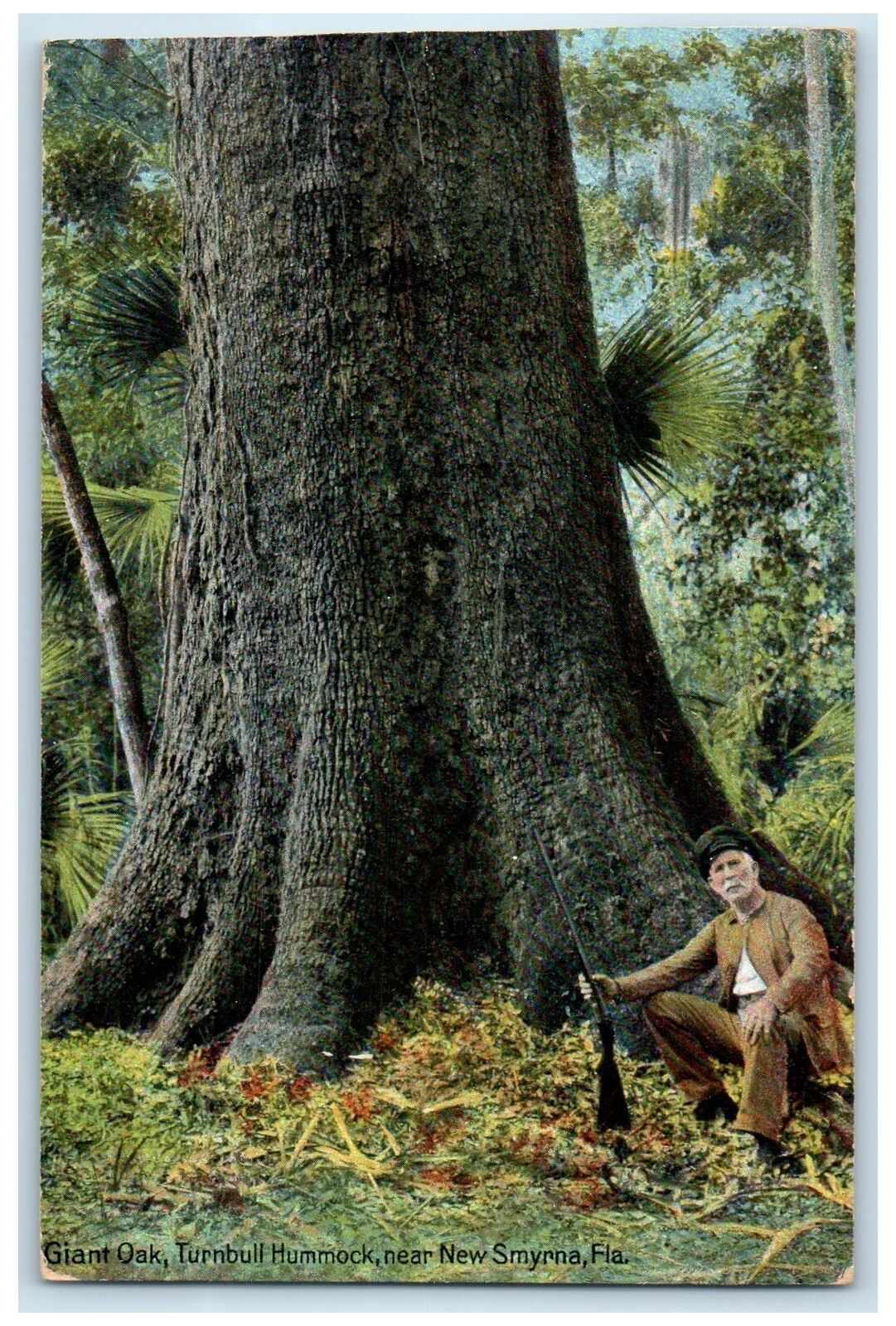 1909 Giant Oak Turnbull Hummock Hunter Man New Smyrna Florida Antique Postcard