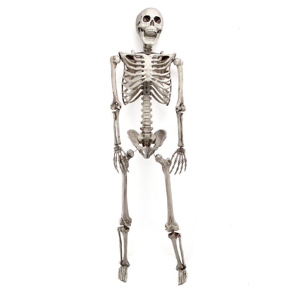 5.6ft Halloween Skeleton Full Life Size Human Skull Party Tricky Haunted Props