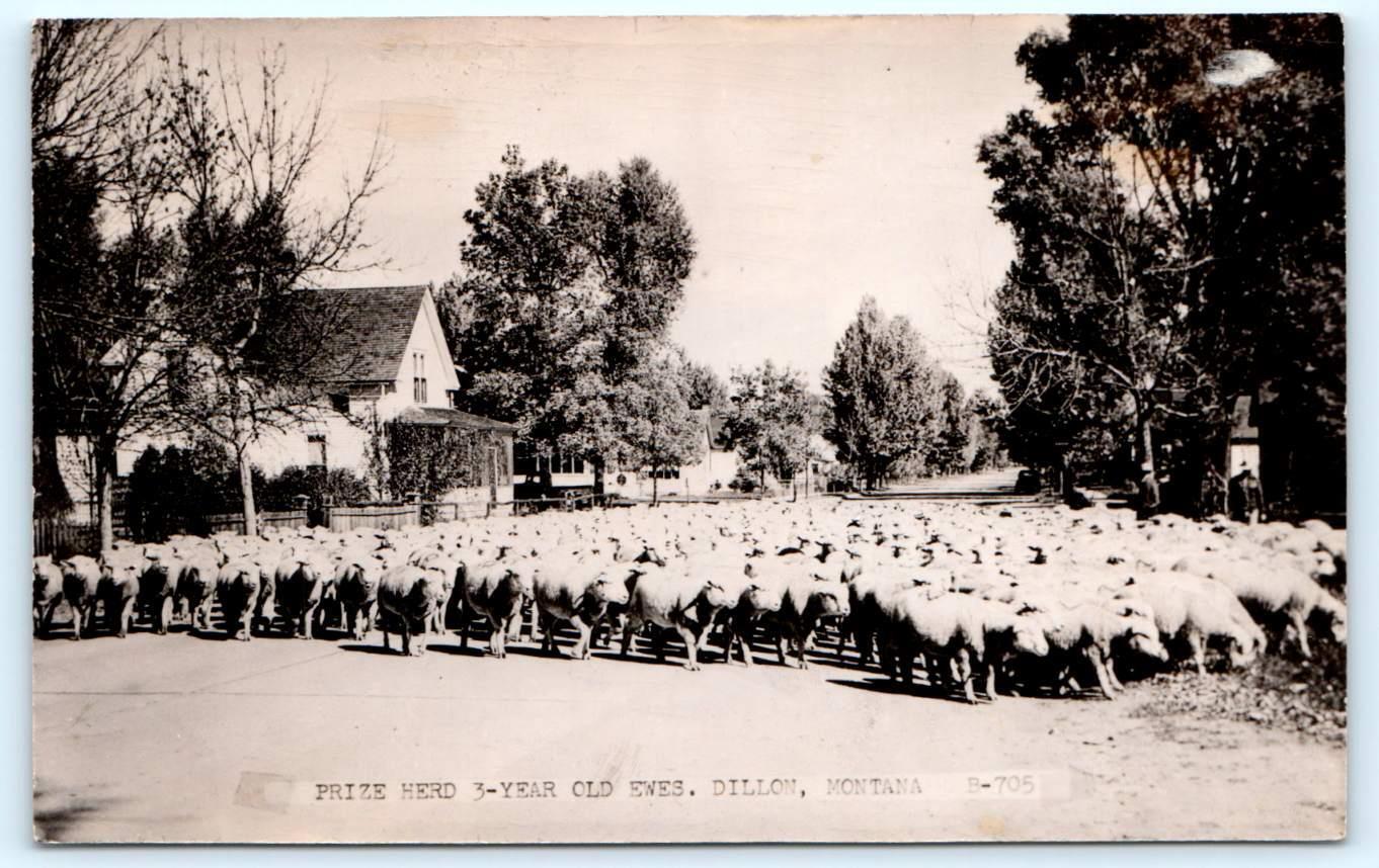 RPPC DILLON, MT Montana ~ Street Scene PRIZE HERD of SHEEP  c1940s  Postcard