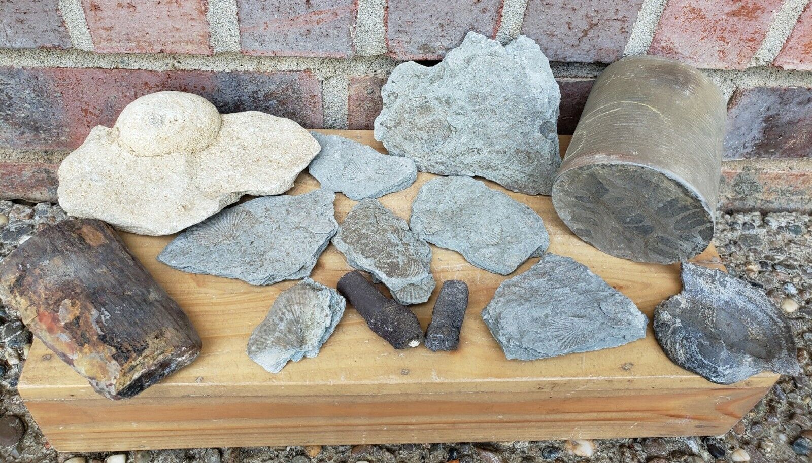 Lot of Assorted Fossils Shells, Plants, Concretions Estate Specimens