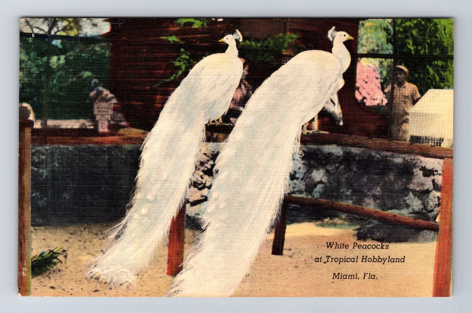 Miami FL-Florida, White Peacocks, Tropical Hobbyland, Vintage Postcard