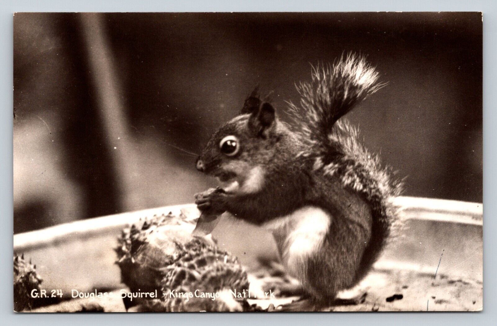 c1941 RPPC Douglass Squirrel Kings Canyon Nat\'l Park NICE MSG VINTAGE Postcard