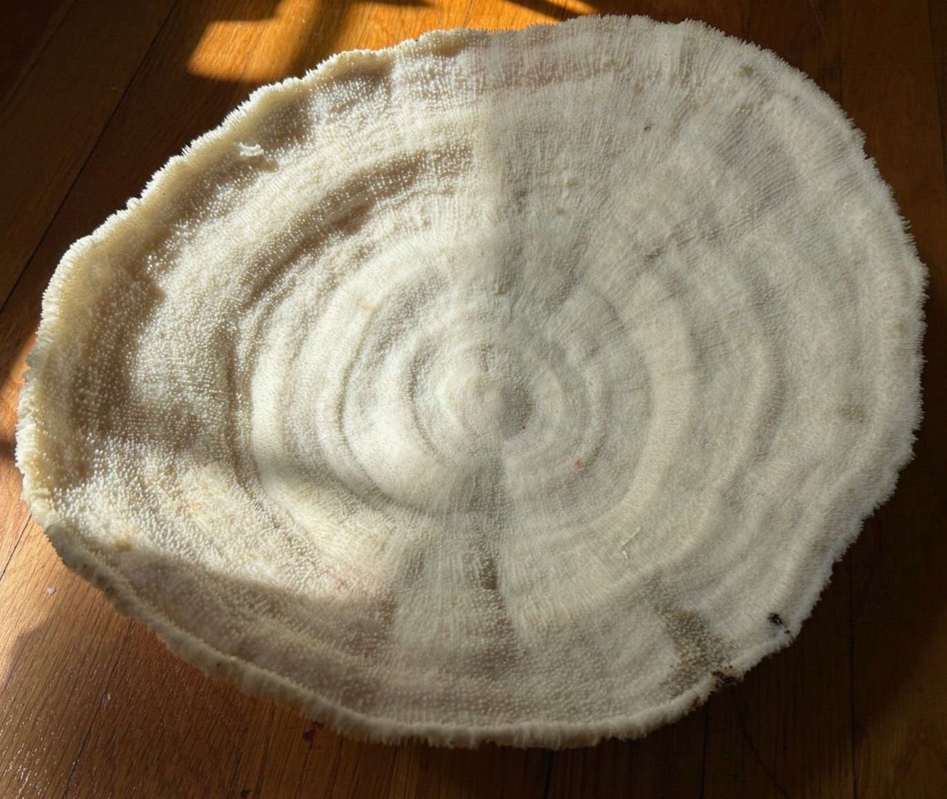 vtg dried natural white CORAL BOWL fan mushroom brain antique ocean mcm specimen