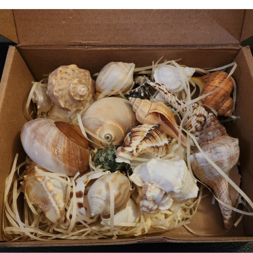 21 Large Natural Conch Sea Shells Hermit Turbo Rare Real Aquarium Home Decor