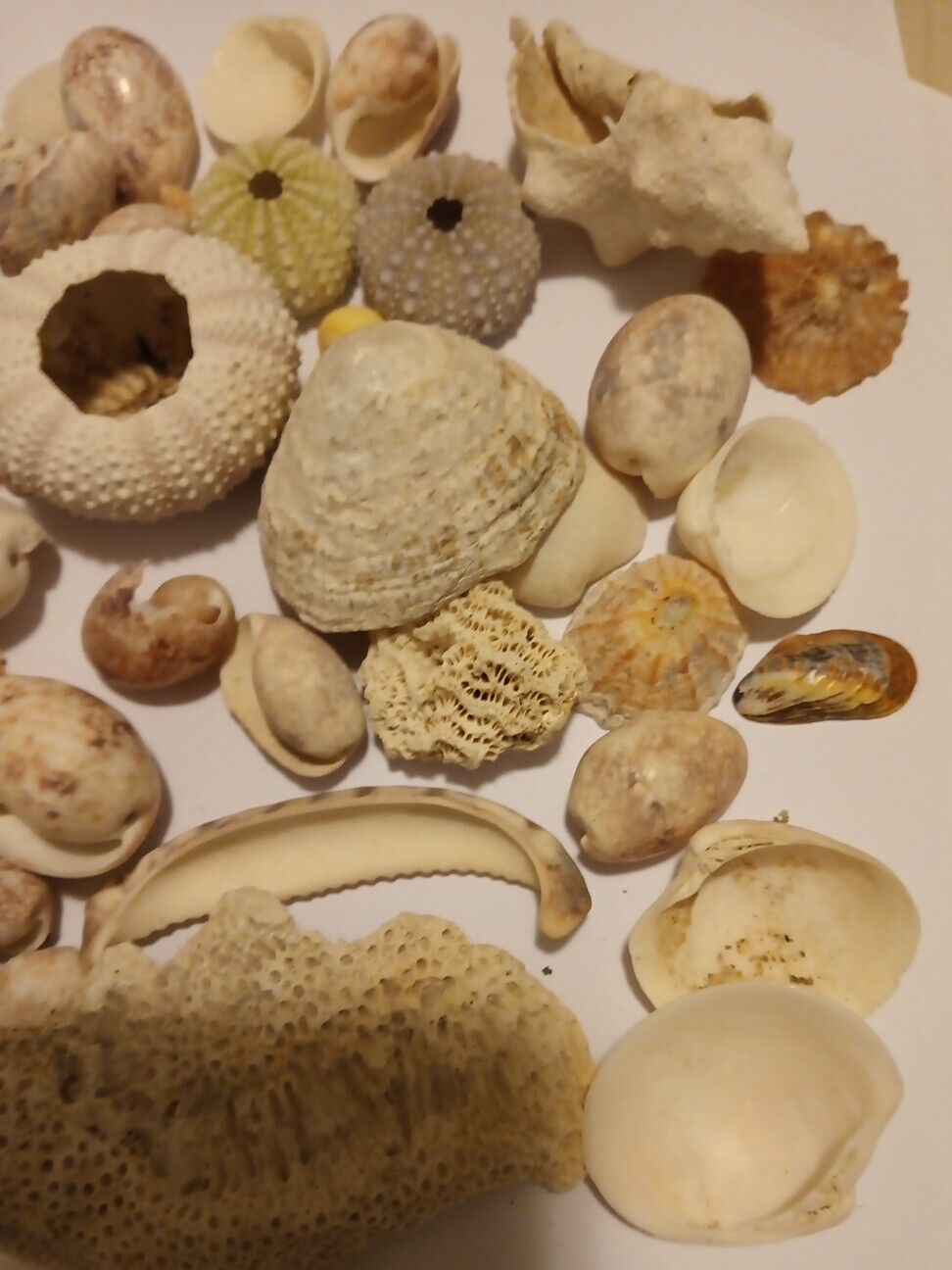 30+ Vintage Decorative Sea Shell Lot (30+) Shells Pre-owned Mixed Collection