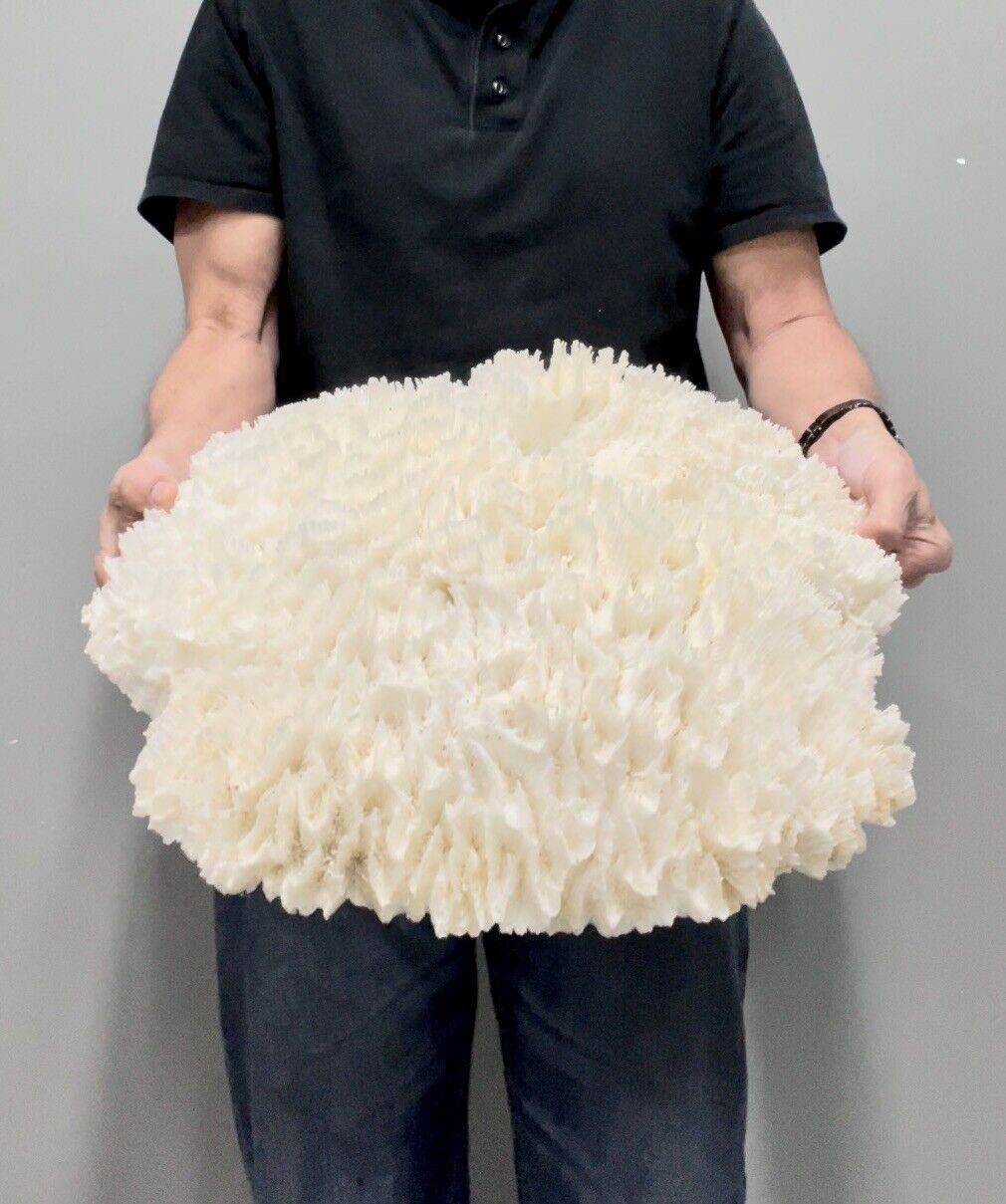 X-Large Lettuce Coral (21”x19”)