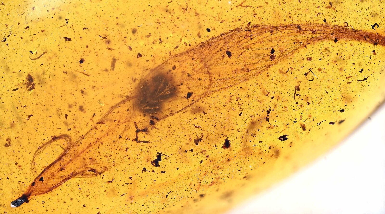 Fantastic Large Feather, Fossil inclusion in Burmese Amber