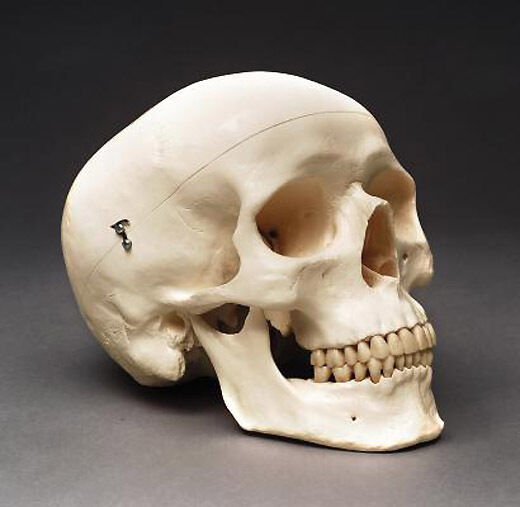 Human Skull Adult Anatomical Medical Model NEW