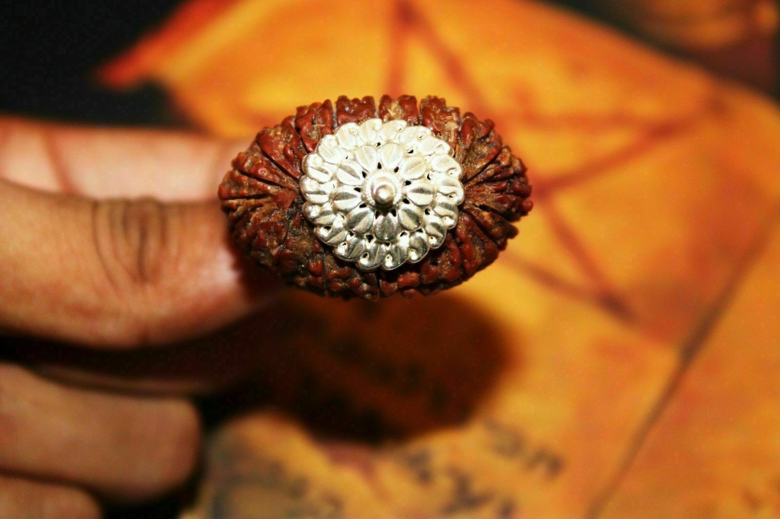 21 Mukhi Twenty One Mukhi Rudraksha Sacred Bead Rare With Silver Cap - A++