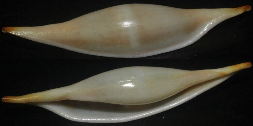 Tonyshells Seashell Phenacovolva rosea VERY LARGE 53mm Gem,  superb very large