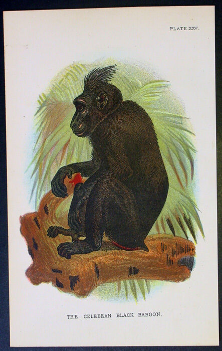 1890 Lloyd\'s Antique Print - The Celebean Black Baboon