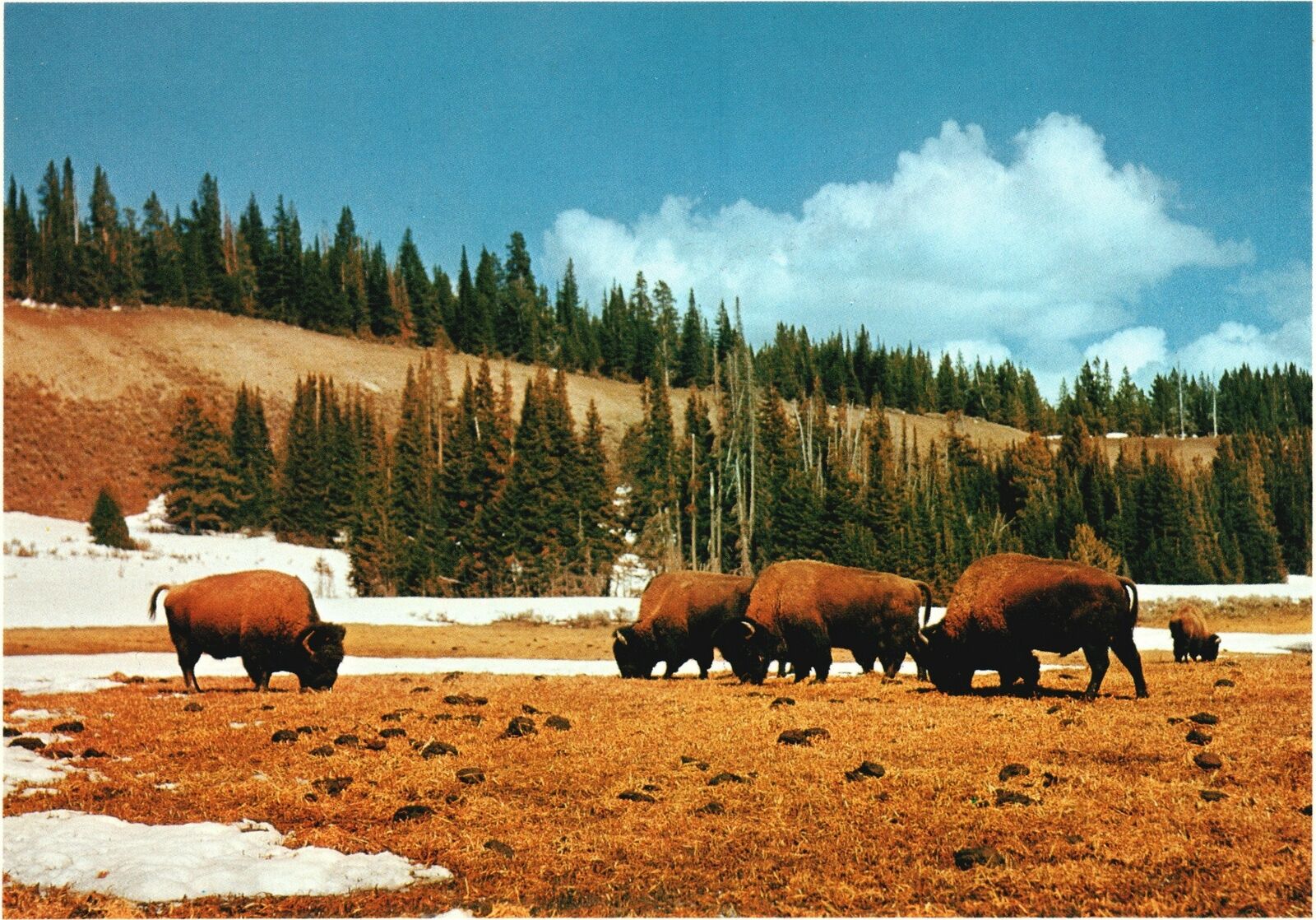 Vintage Postcard The Great American Buffalo Yellowstone National Park Wyoming