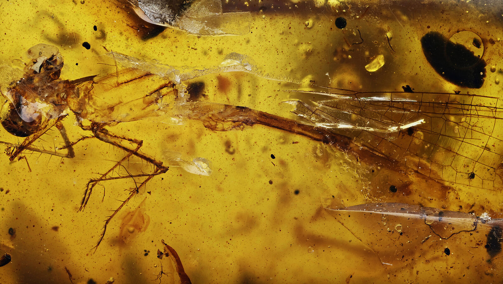 Rare Zygoptera (Damselfly), Fossil inclusion in Burmese Amber