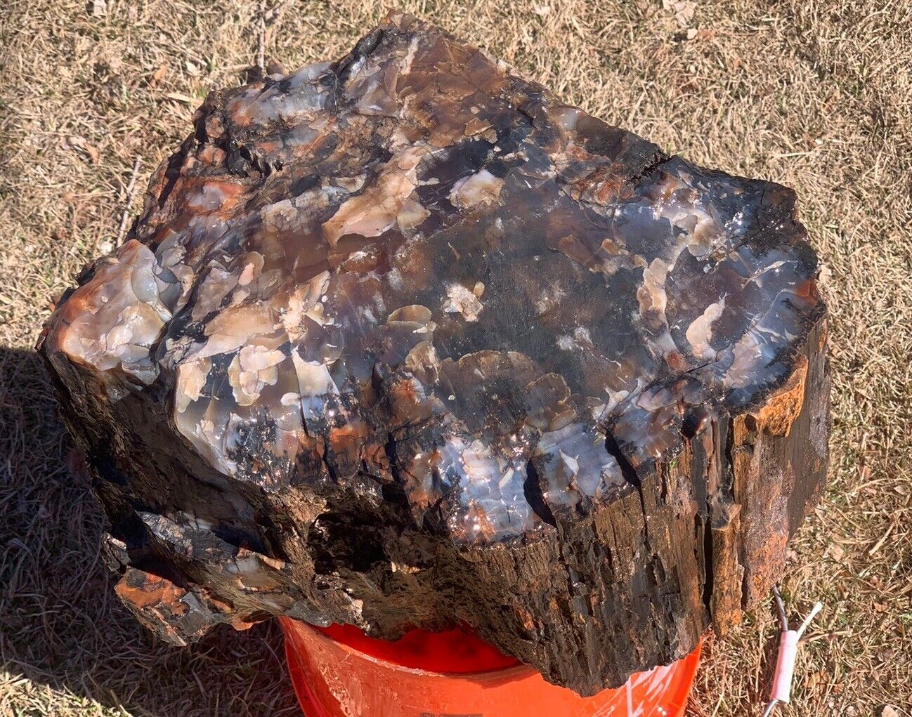 🍀RR⛏️: Top Quality Agate Replaced Arizona Petrified Wood, 82+ Lbs 🌈