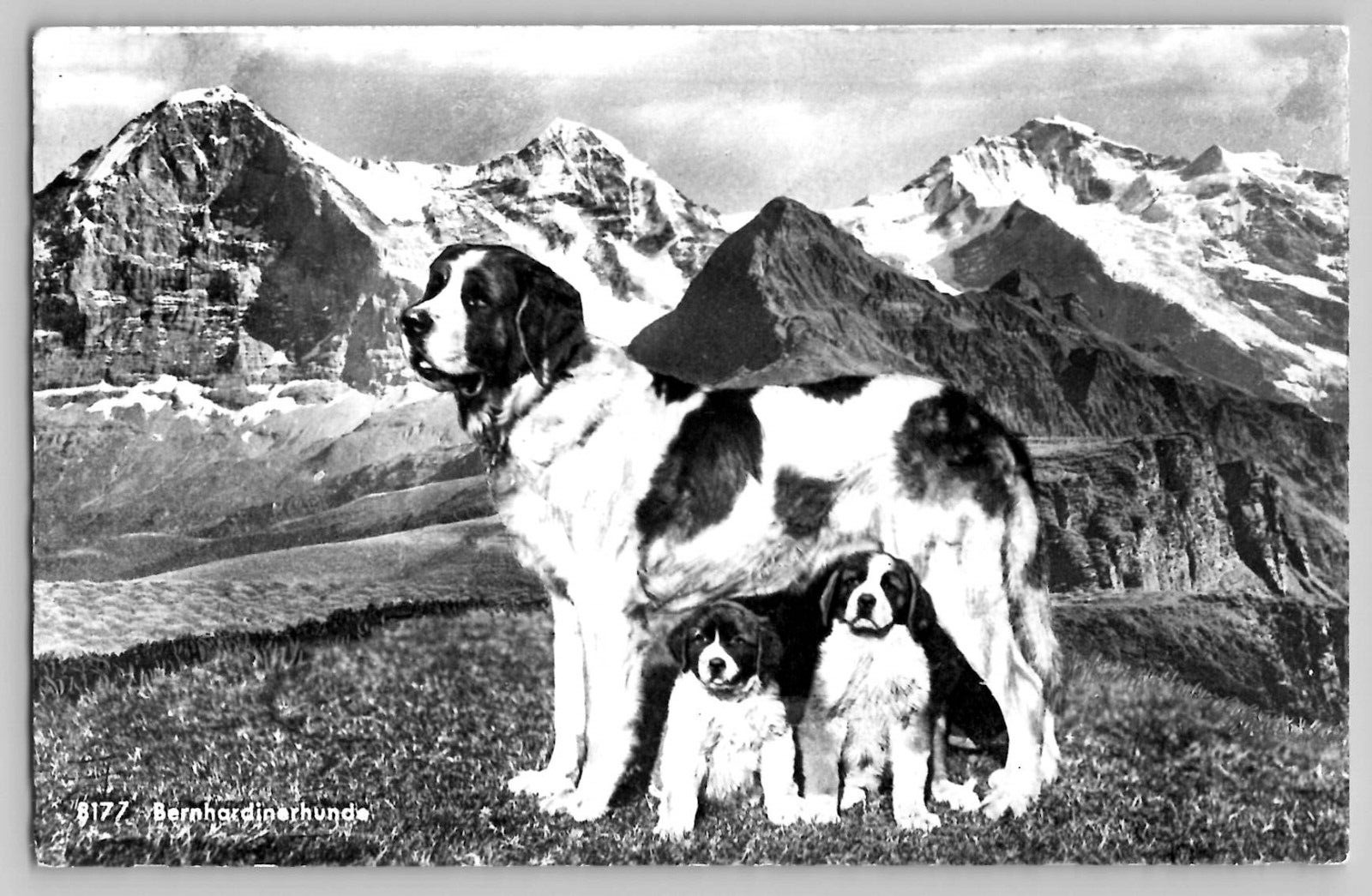 1955 St Saint Bernard Dog Pups Vintage RPPC Postcard Swiss Alps Switzerland
