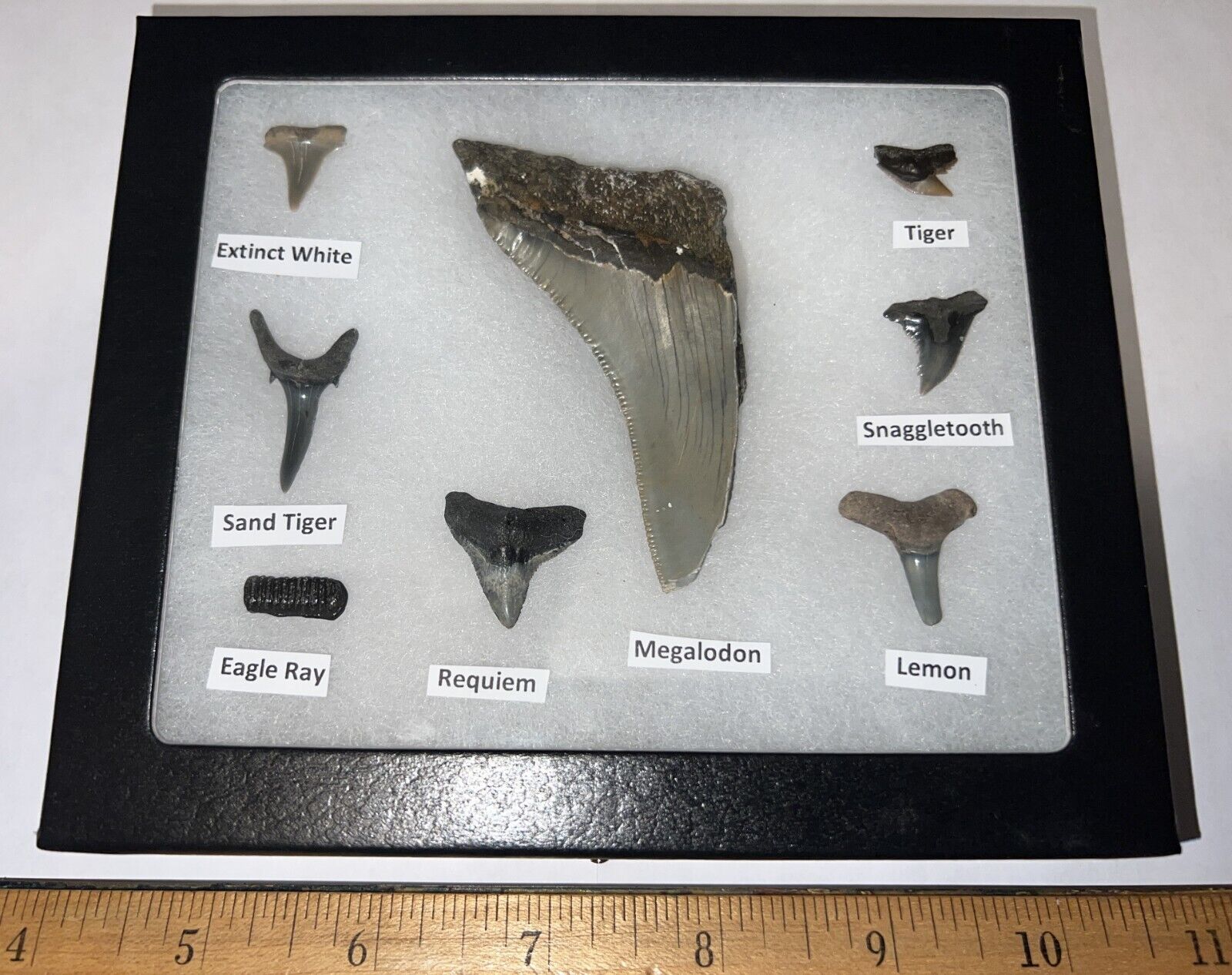 Megalodon Era Shark Teeth Collection Framed Labeled Shark Tooth Lot