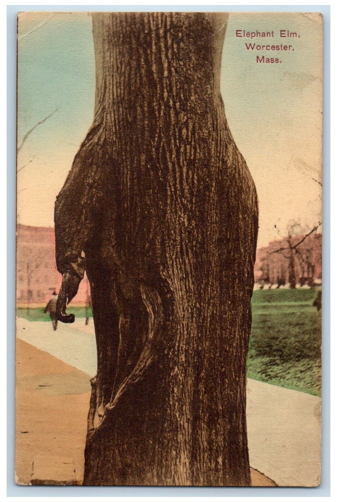 Worcester Massachusetts Postcard Elephant Elm Exterior View 1909 Vintage Antique