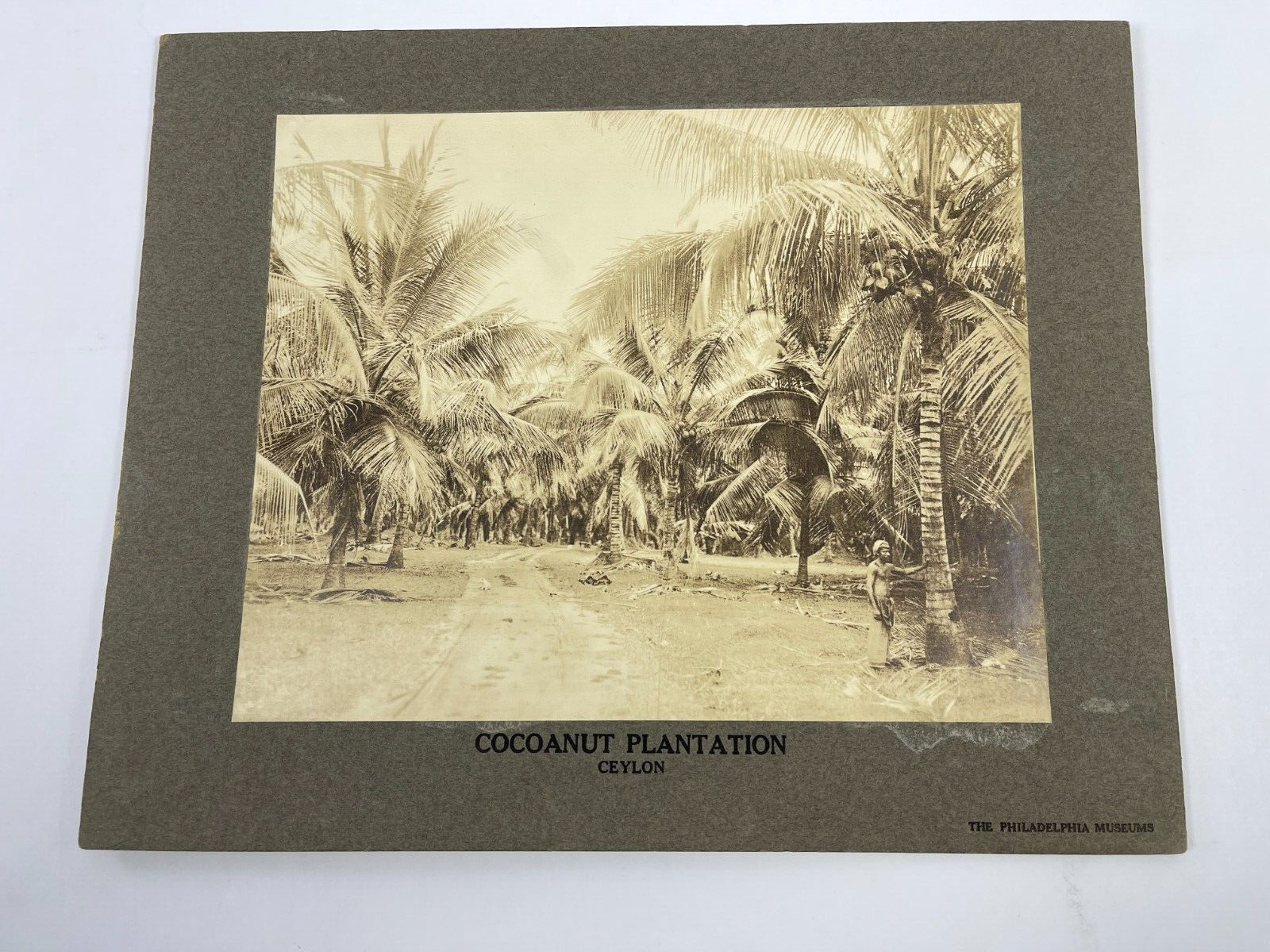 Cocoanut Plantation Ceylon Philadelphia Museum Gelatin Cabinet Photo