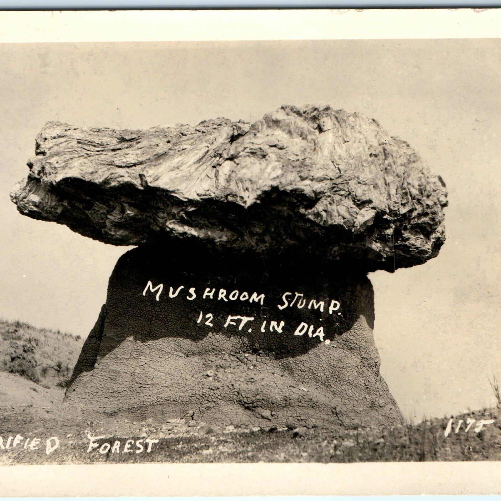 c1930s Petrified Forest, AZ RPPC Mushroom Stump Real Photo Postcard Tree Vtg A48