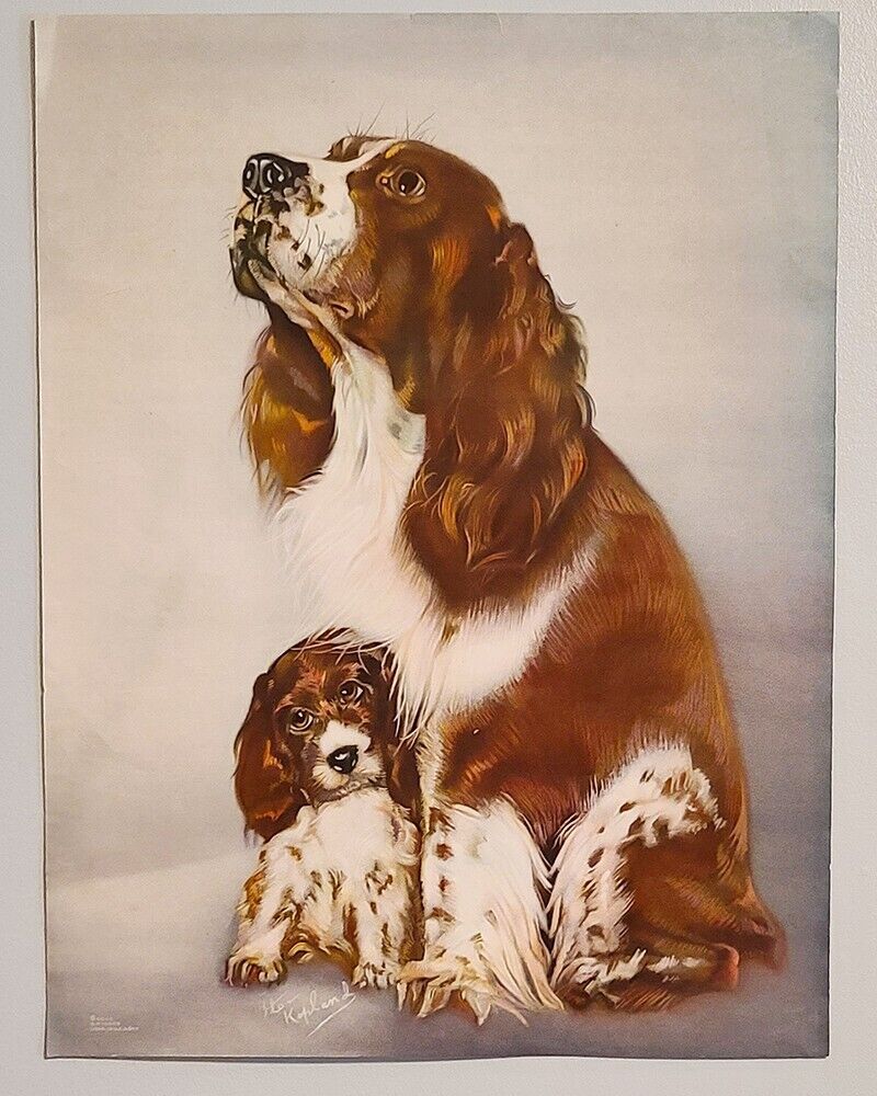 Vintage FLO KOPLAND English SPRINGER SPANIEL Lithograph Print, GOES 16x20 Puppy