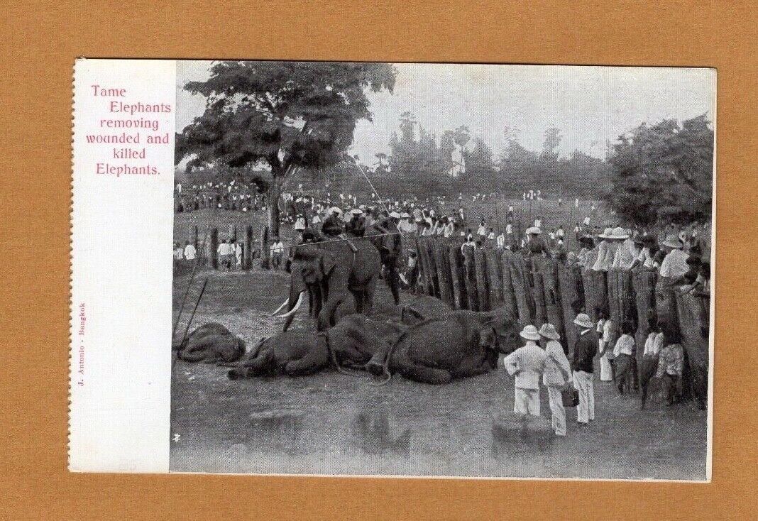 1899 Siam Thailand Postcard Removing Wounded Elephants Thai