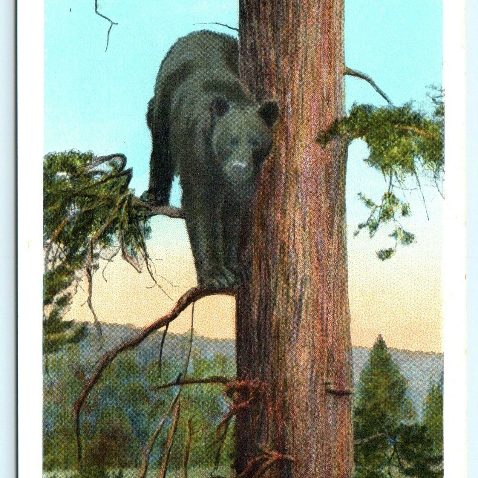 1920s Yellowstone Needle Black Bear in Tree Haynes Photo Early Postcard WY A32
