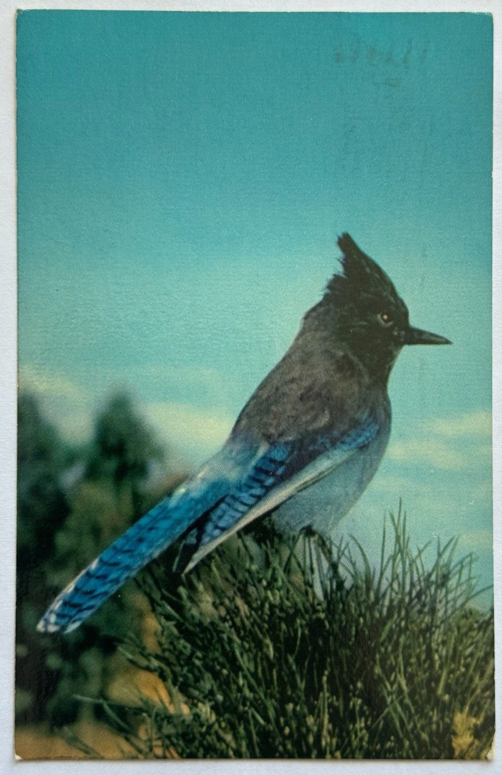 Yosemite National Park California Stellar Jay Blue Jay Bird 1967 VTG Postcard