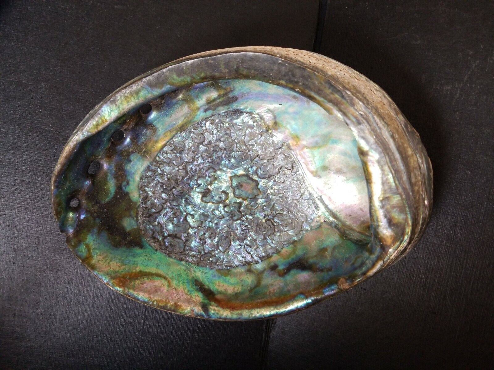 Vintage Abalone Sea Shell Turquoise Colors Mother of Pearl 7\