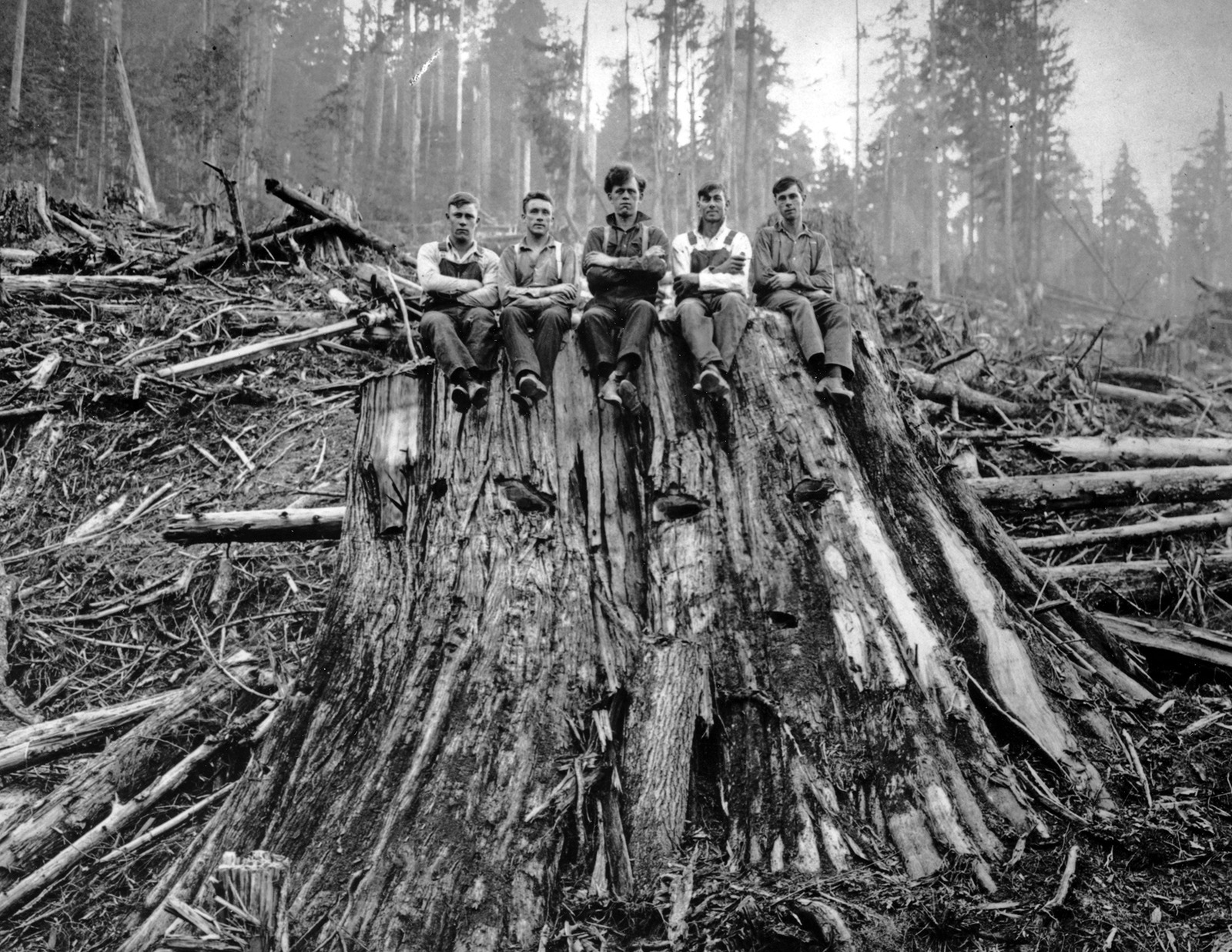 1925 Loggers Sitting on Cedar Stump, WA Old Photo 8.5\