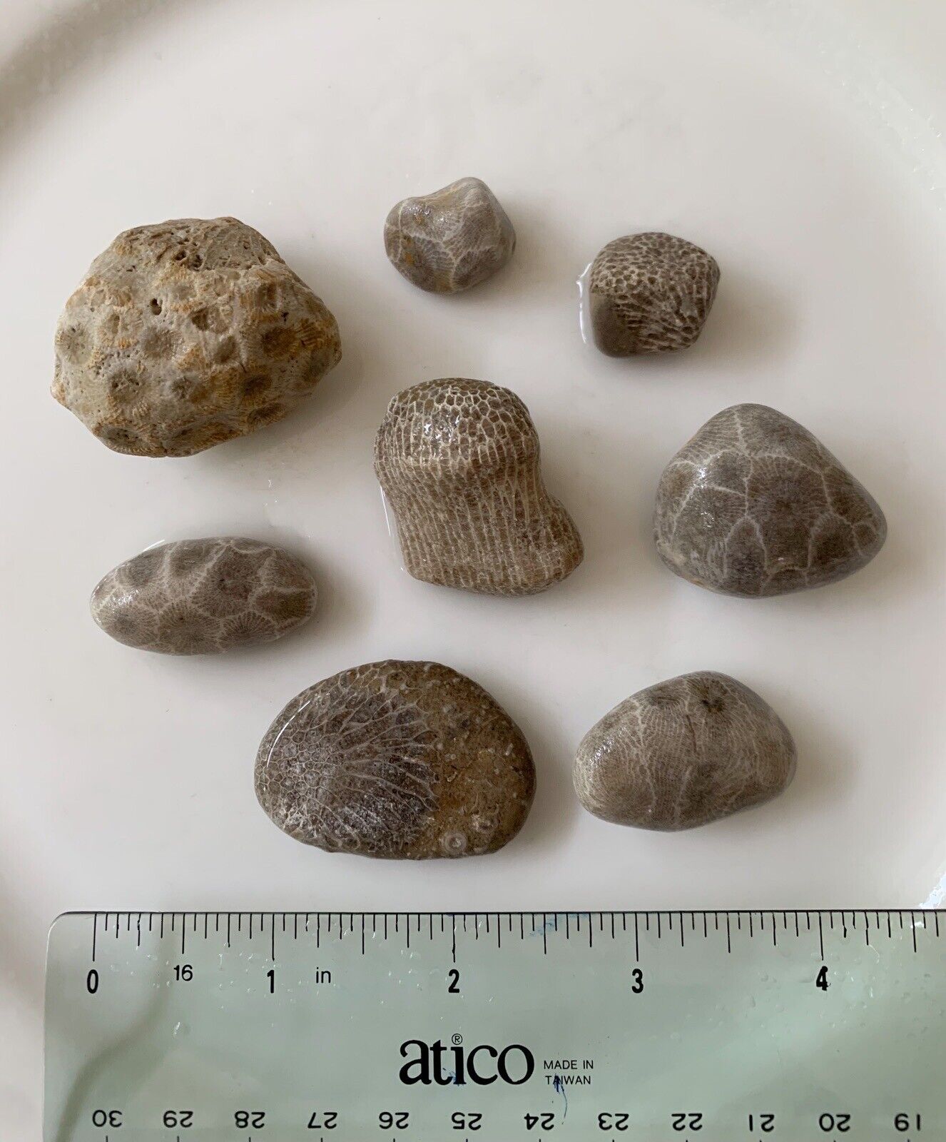 Lot of 8 Michigan Fossils Petoskey Coral Stones Unpolished Small/Medium