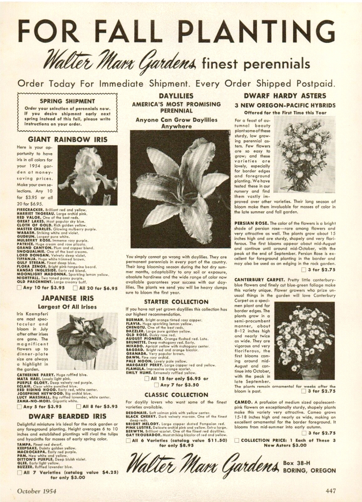 1954 Walter Marx Gardens For Fall Planting Japanese Iris Vintage Print Ad